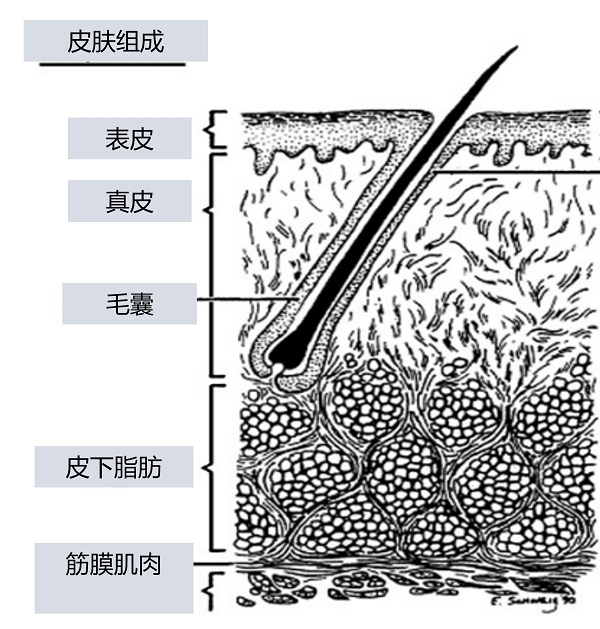 治疗脸上毛囊炎涂什么药膏