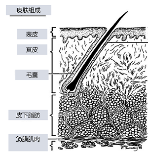 奥络夫西地酸乳膏治疗毛囊炎好吗